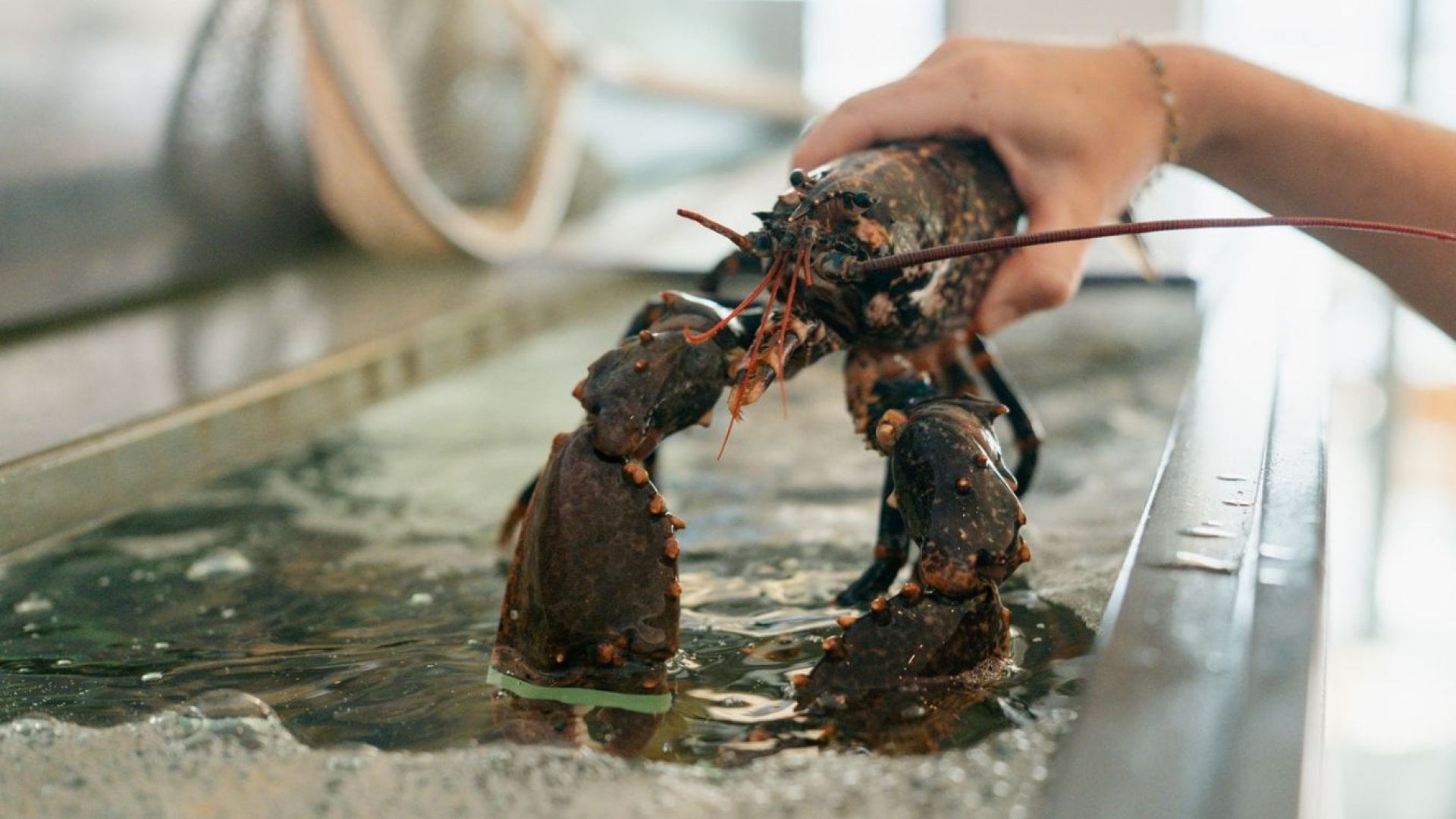 Homard
